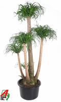 Nolina recurvata branched 4ft