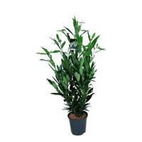 Prunus laur. Renault Ace ®