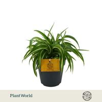Chlorophytum Bonnie