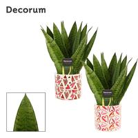 Sansevieria Zeylanica Fan in Julia (Deco-collection)