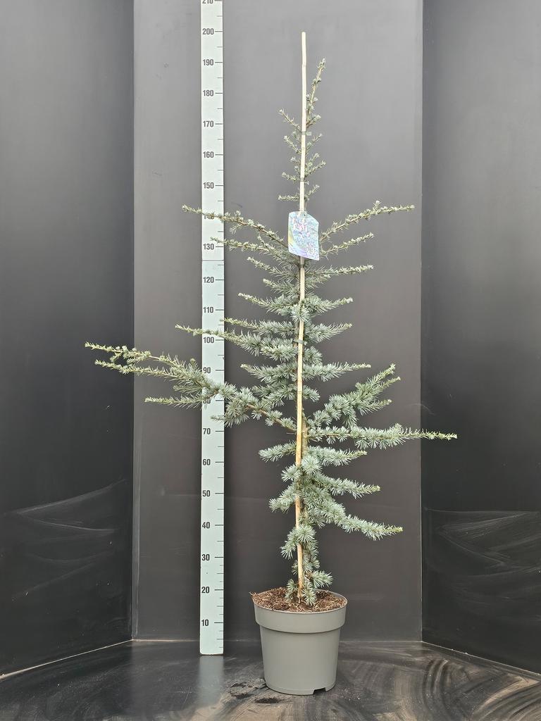 Obrázek Cedrus libani Glauca P29 (10 Ltr)