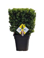 Ilex cr. Dark Green