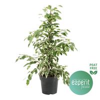 Ficus benjamina Twilight
