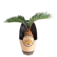 Cycas