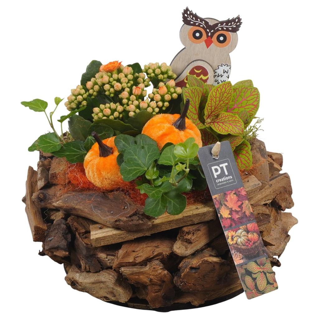 Picture of PTHI5479 Arrangement Autumn indoor in wooden pot P21 20CM