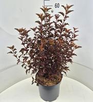 Physocarpus opu. All Black