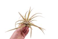 Tillandsia Harrisii - 25CM Tray 6 × 6 £ 3.81 (Tray) £ 3.55 Shelf £ 3.48 Trolley Tray £ 3.81 × 6 (2.1%)