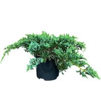 Juniperus squa. Little Joanna
