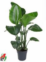Strelitzia Nicolai (no flower)