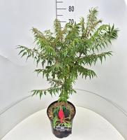 Rhus typhina Dissecta