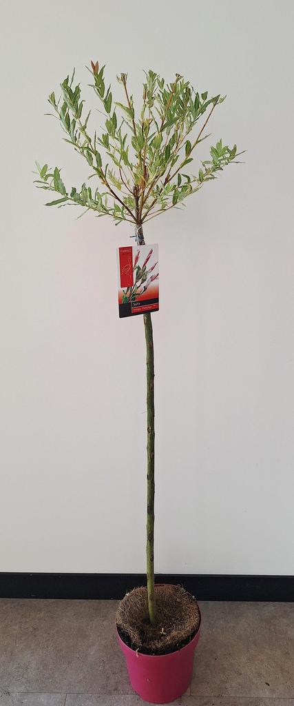 Obrázek Salix Flamingo P23 (5 Ltr) PINK POT 100CM-STD