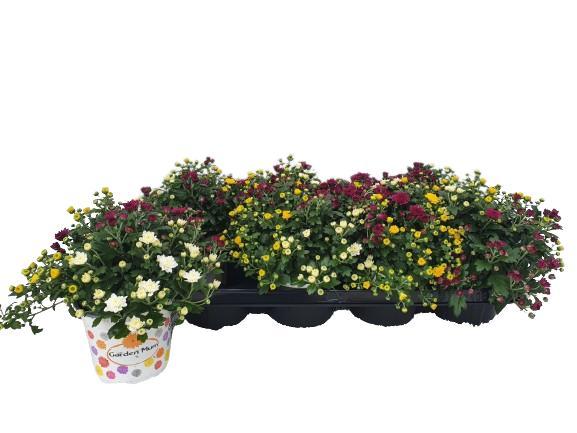 Picture of Chrysant Gardenmum Carnaval P12 19CM