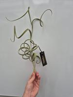 Tillandsia Intermedia Giant plus Label