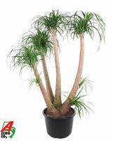 Nolina recurvata barnched- 4ft