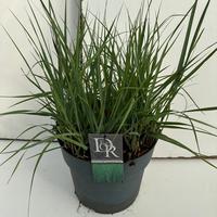 panicum virg. Prairie Sky