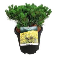 Pinus mugo Ophir