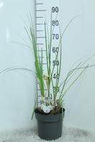 Cortaderia selloana