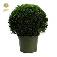 Ilex cr. Glory Gem