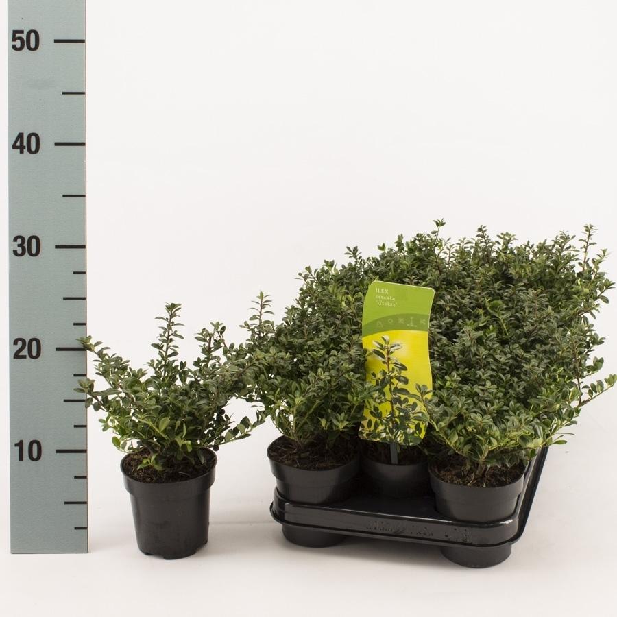 Obrazek Ilex cre. Stokes P9
