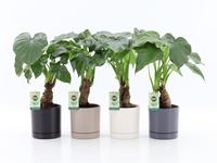Alocasia Cucullata stem in Hainan ceramics 4 colours