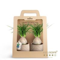 Nolina 2-Pack Grove