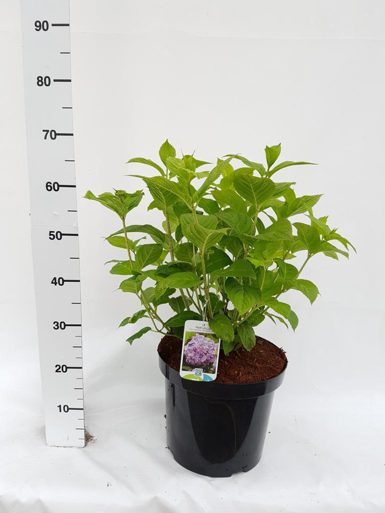 Picture of Hydrangea macrophylla Bouquet Rose P29 (10 Ltr)