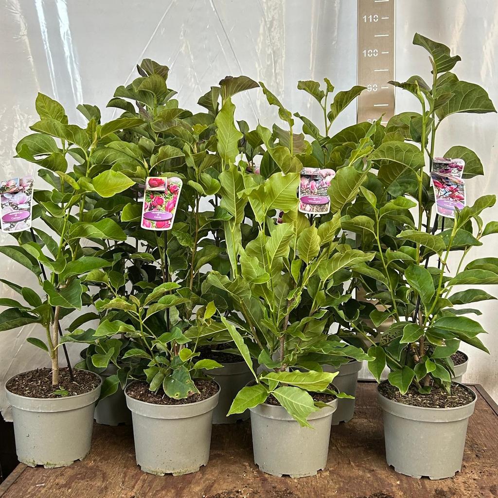 Bild von Magnolia in exclusive varieties P23 (5 Ltr)
