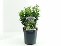 Euonymus jap. Green Spire