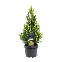Picea gl. Rainbows End
