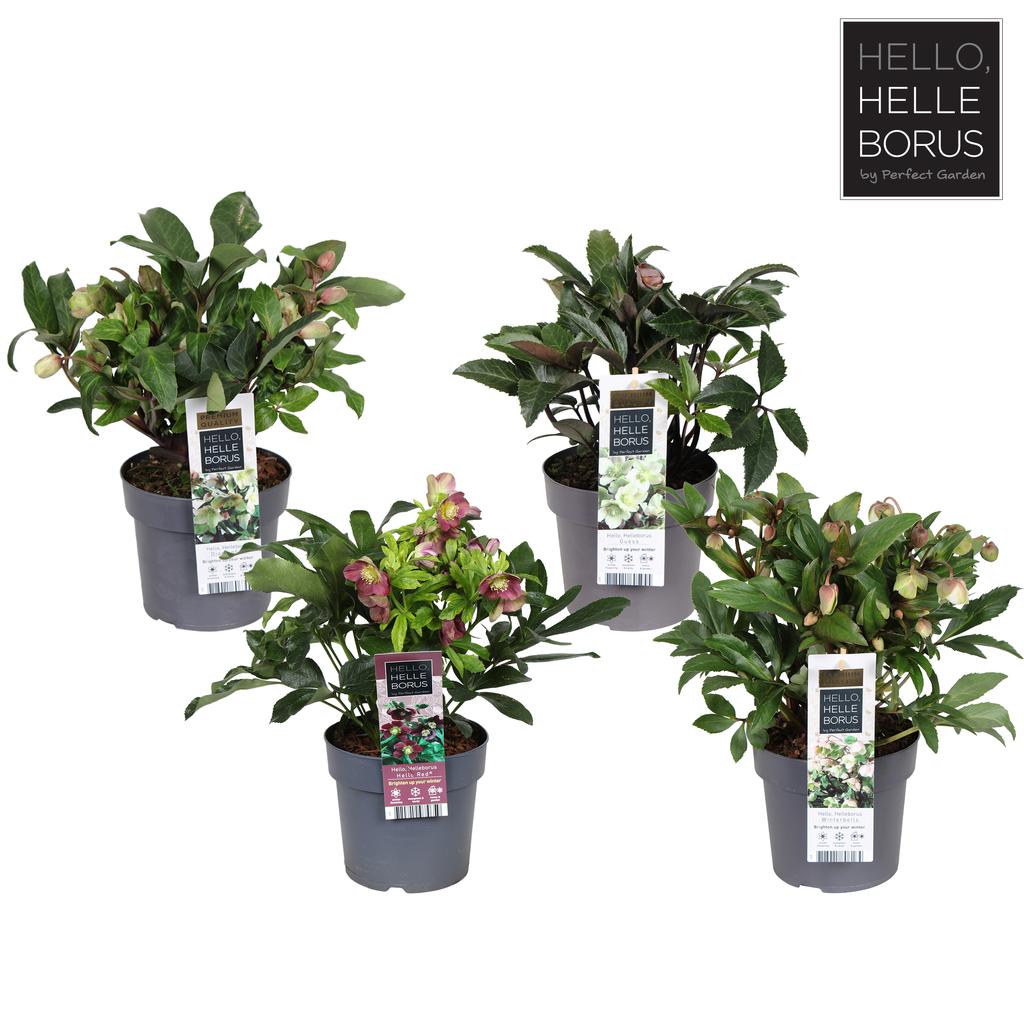 Picture of Helleborus in varieties (Helleborus- Guess, Diamonfire, Christmas Carol) P17 (2 Ltr)