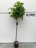 Catalpa big. Nana