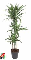 Dracaena Warneckei 90-60-30