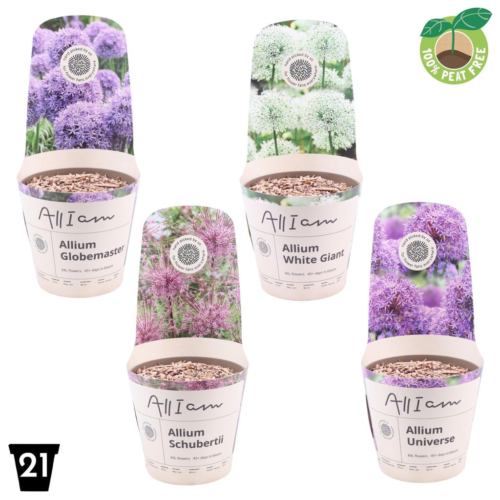 Picture of Allium XXL in varieties P21 (4 Ltr)