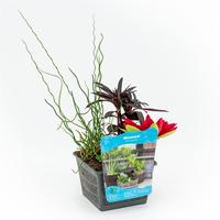 varieties in basket 3 waterplanten