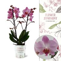 Phalaenopsis hybrid Angela Eyes