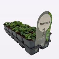 Alchemilla mollis