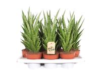 Sansevieria Tough Lady
