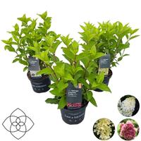 Hydrangea pan. Living Creations in varieties