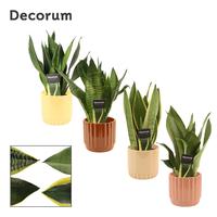 Sansevieria Super Mix in Liam (Coffee blend-collection)