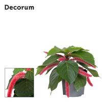 Acalypha Hispida Pink Decorum