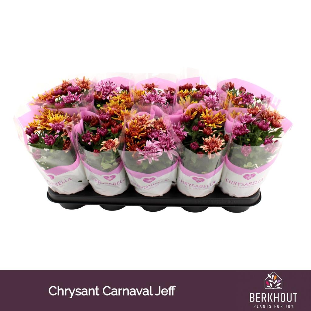 Picture of Chrysant Carnaval Artistic Jeff P12 26CM