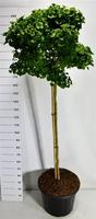 Ginkgo bil. Mariken