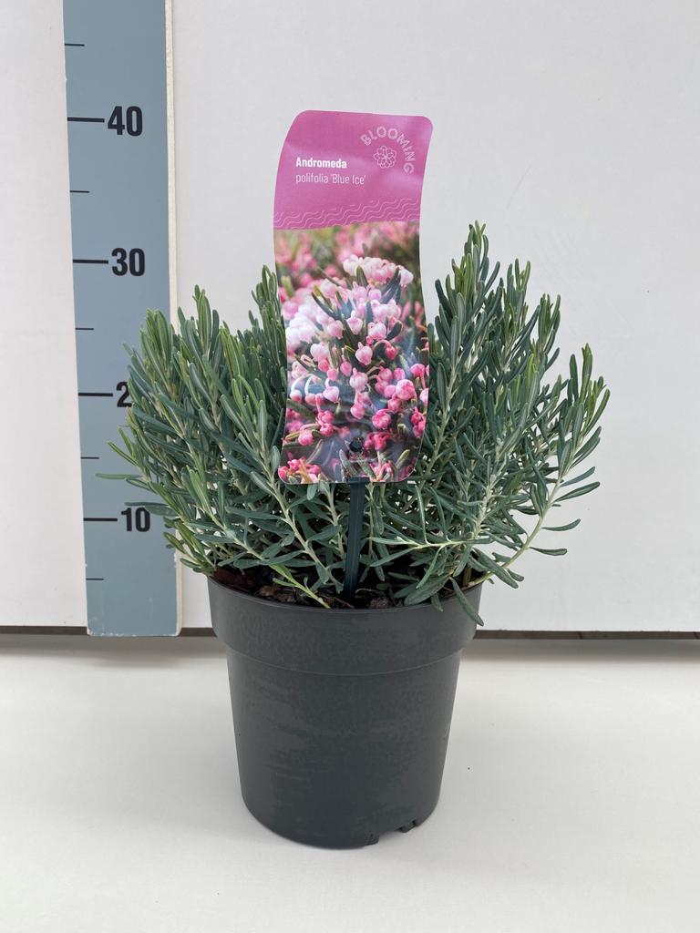 Afbeeldingen van Andromeda polifolia Blue Ice P17 (2 Ltr)