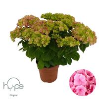 Hydrangea Mophead Pink 7+ Hy-pe Original (INDOOR)