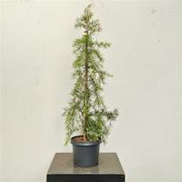 Cedrus deodara Green Cascade