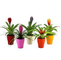 Bromelia mix in ceramic
