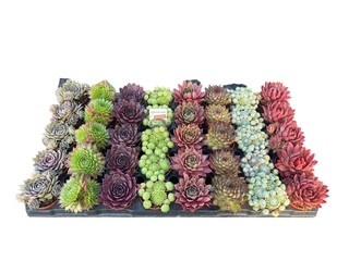 Obrazek Sempervivum mix in tray P6 8CM