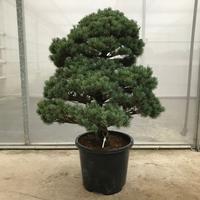 Pinus parviflora Garden Tree PLASTIC-POT 100/CM-INCL-POT Piece × 2 - £ 449.77 Shelf £ 445.01 Trolley