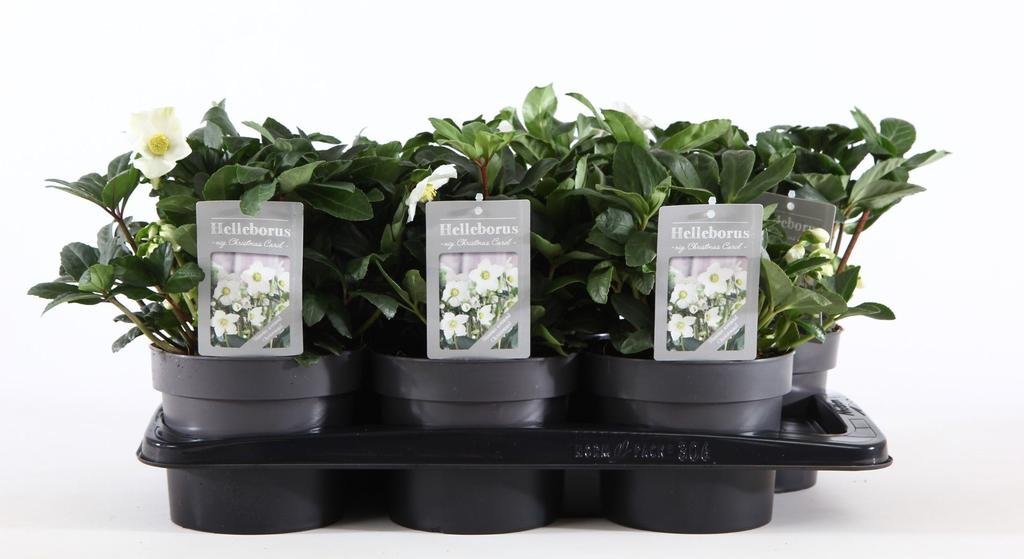 Bild von Helleborus niger Christmas Carol P17
