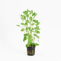 Ludwigia palustris green